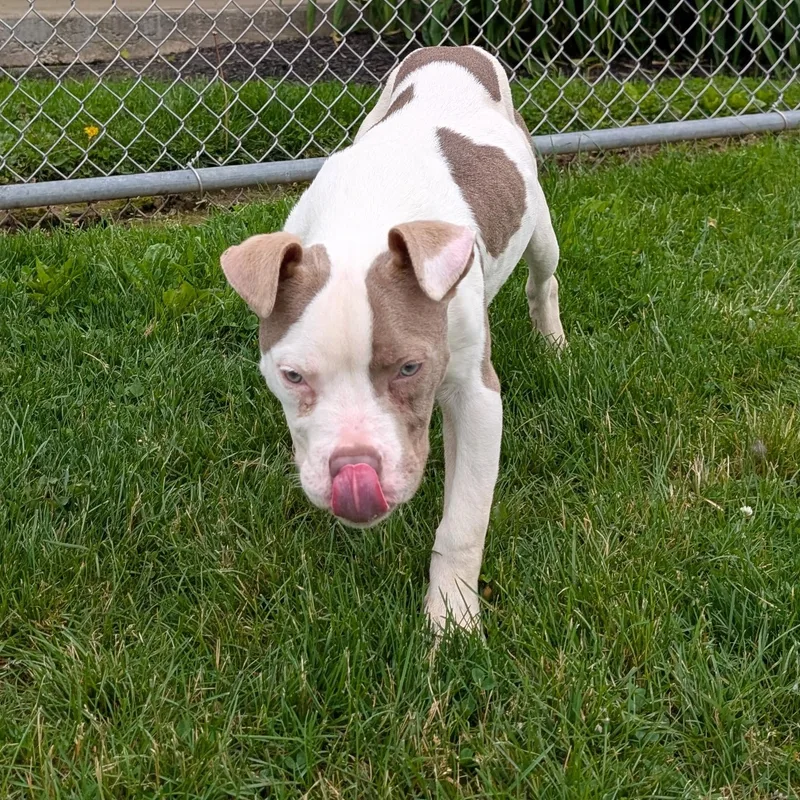 A young medium-sized male White / Cream Pit Bull Terrier dog named Looking For Owner for adoption in Ravenna, OH