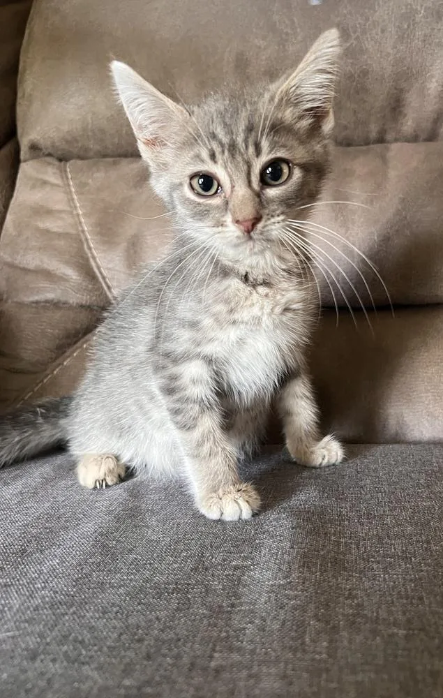 A baby small-sized male Gray / Blue / Silver Domestic Short Hair cat named Axel for adoption in Rochester, IN