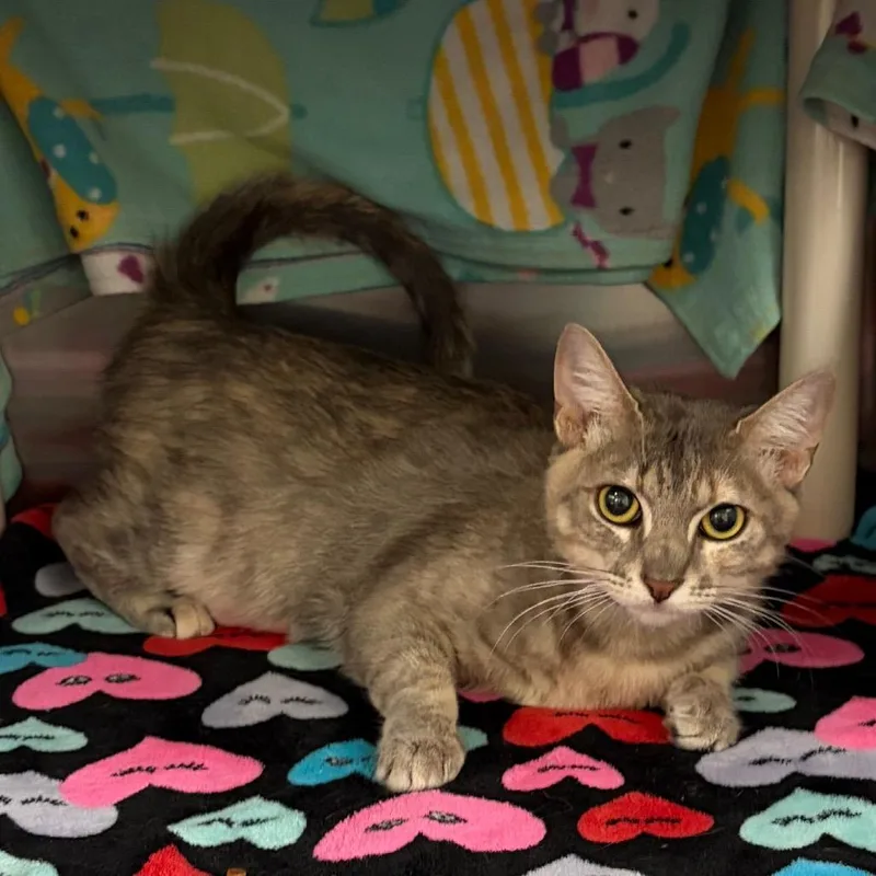 A young medium-sized female Gray / Blue / Silver Domestic Short Hair cat named Molly for adoption in Keizer, OR