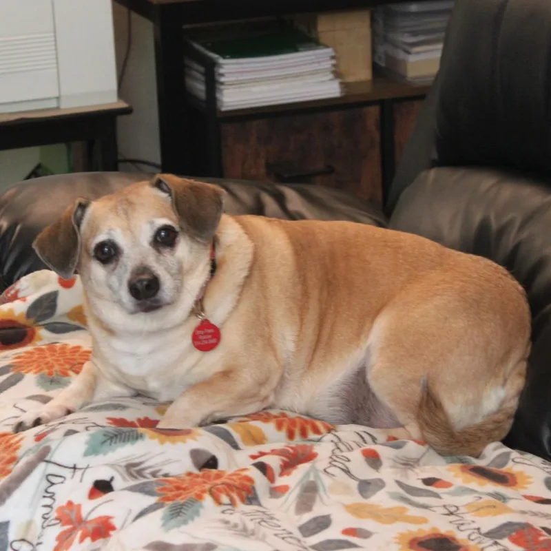 A senior medium-sized female Brown / Chocolate Dachshund dog named Rachel for adoption in St. Peters, MO