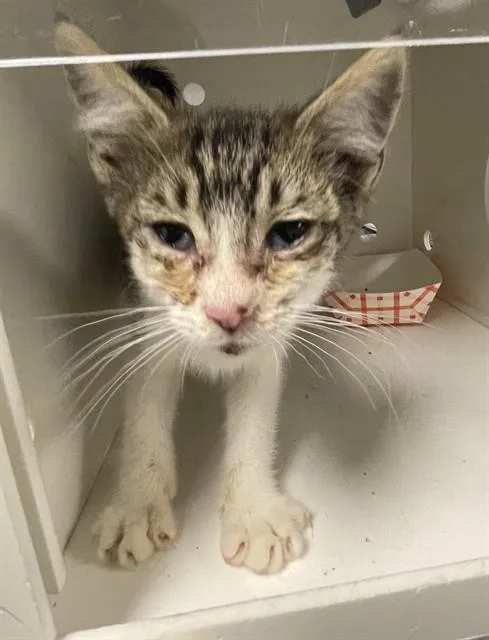 A baby small-sized male Domestic Short Hair cat named Kinger for adoption in Ontario, CA
