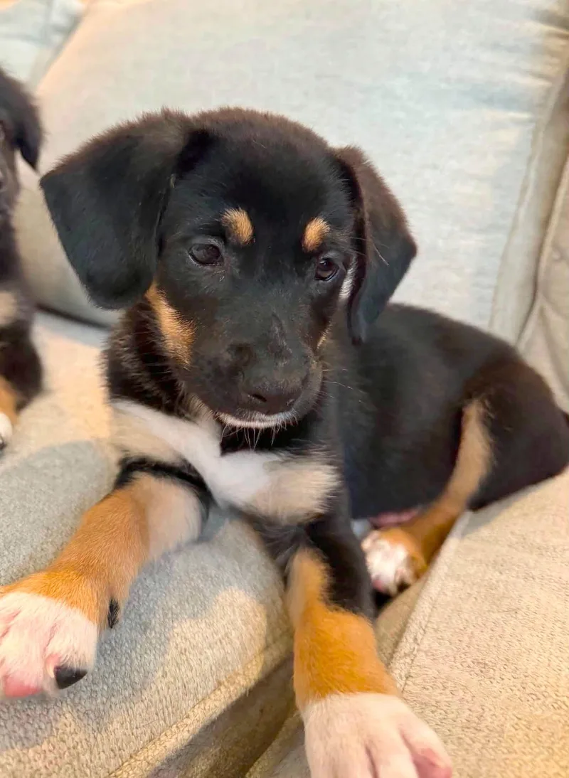 A baby medium-sized female Tricolor (Brown, Black, & White) Labrador Retriever dog named Sally for adoption in Kansas City, KS
