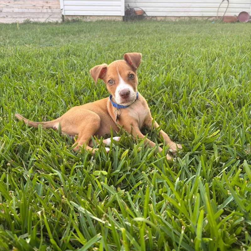 A baby small-sized male Brown / Chocolate Terrier dog named Seagull for adoption in Boerne, TX