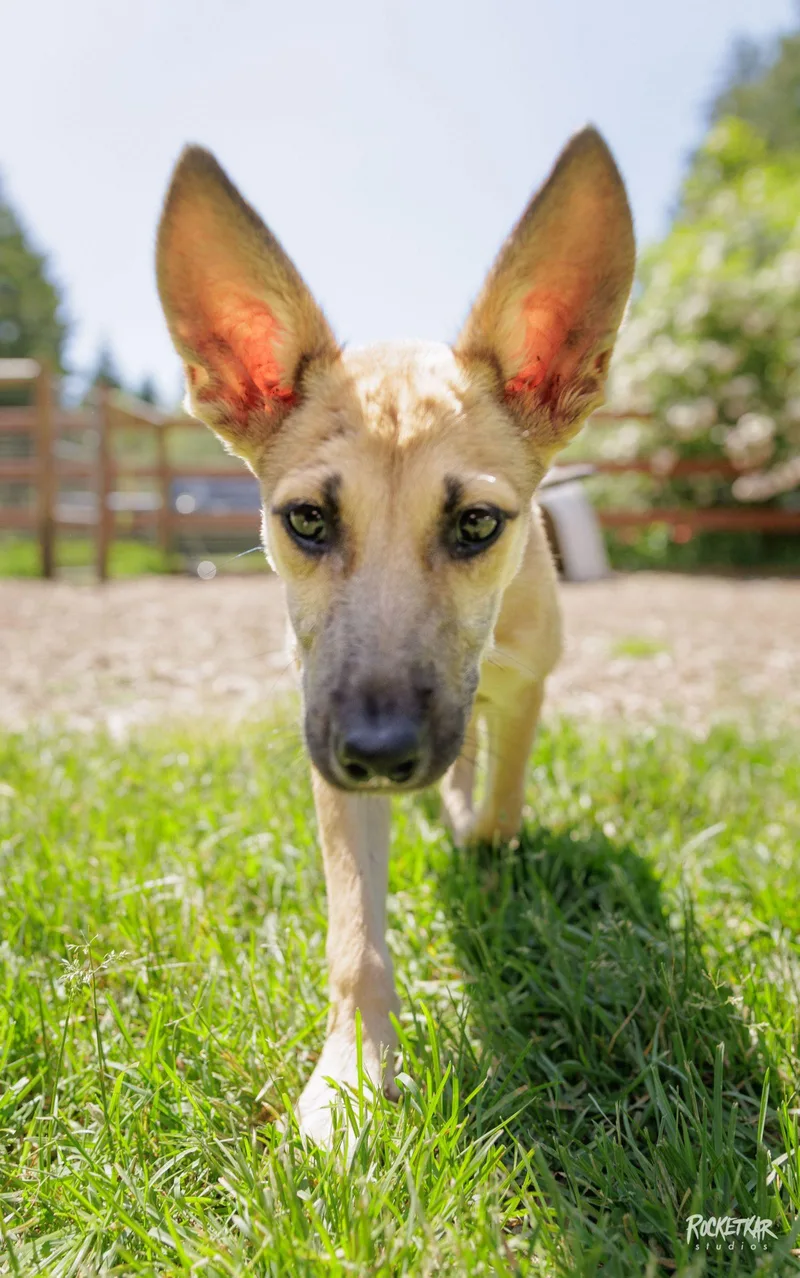 A baby small-sized female Yellow / Tan / Blond / Fawn Belgian Shepherd / Malinois dog named Cashew for adoption in Vashon Island, WA