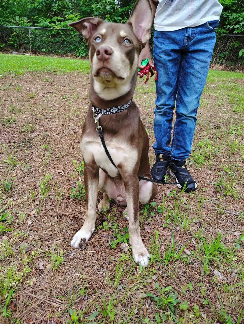 A young medium-sized male Husky dog named Obie for adoption in Shreveport, LA