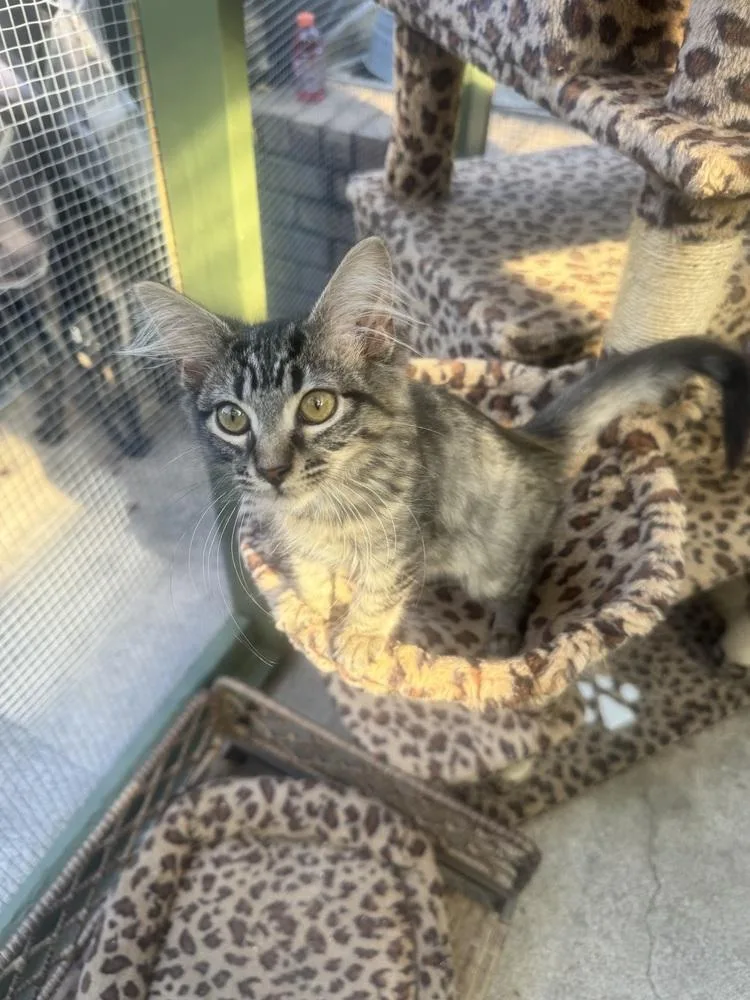 A baby small-sized female Domestic Long Hair cat named Tiramisu for adoption in Plumerville, AR