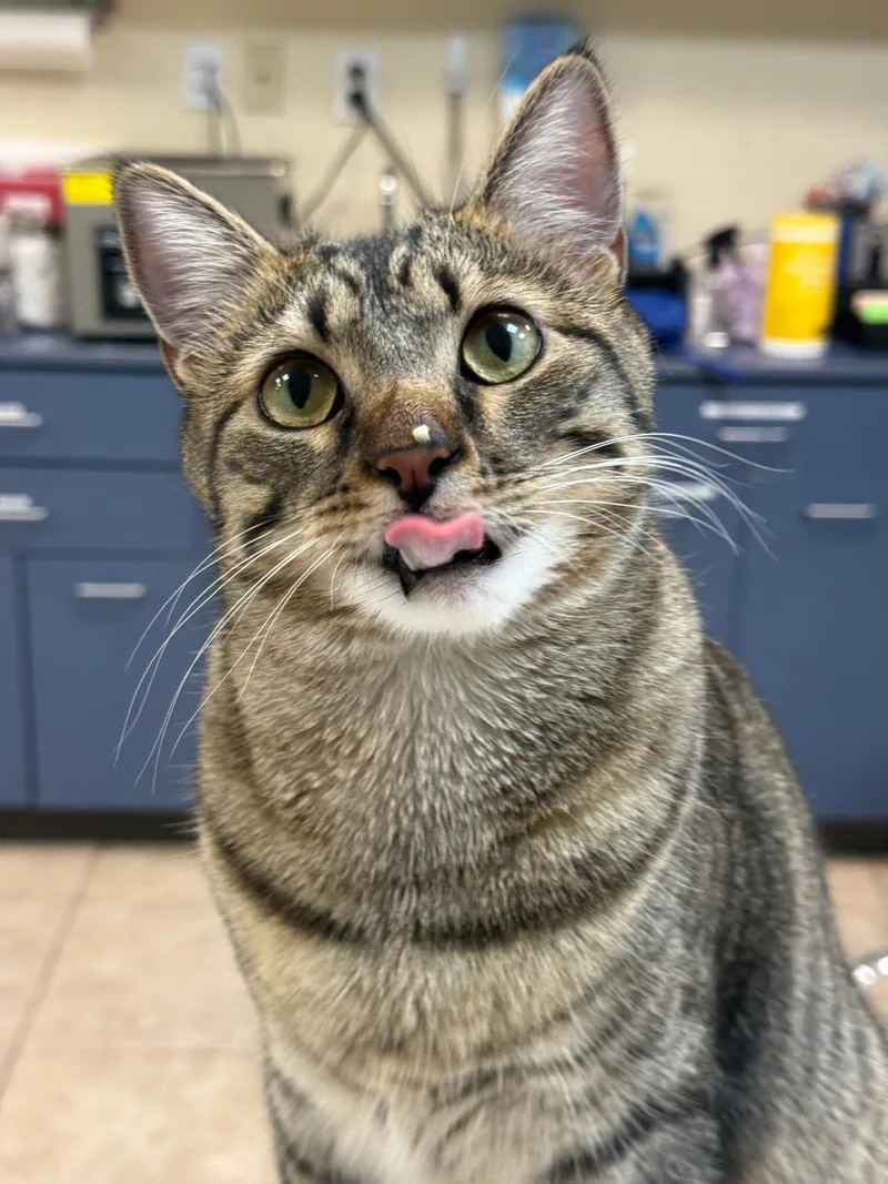 A young large-sized male Tabby (Brown / Chocolate) Domestic Short Hair cat named Gaston for adoption in Pottsboro, TX