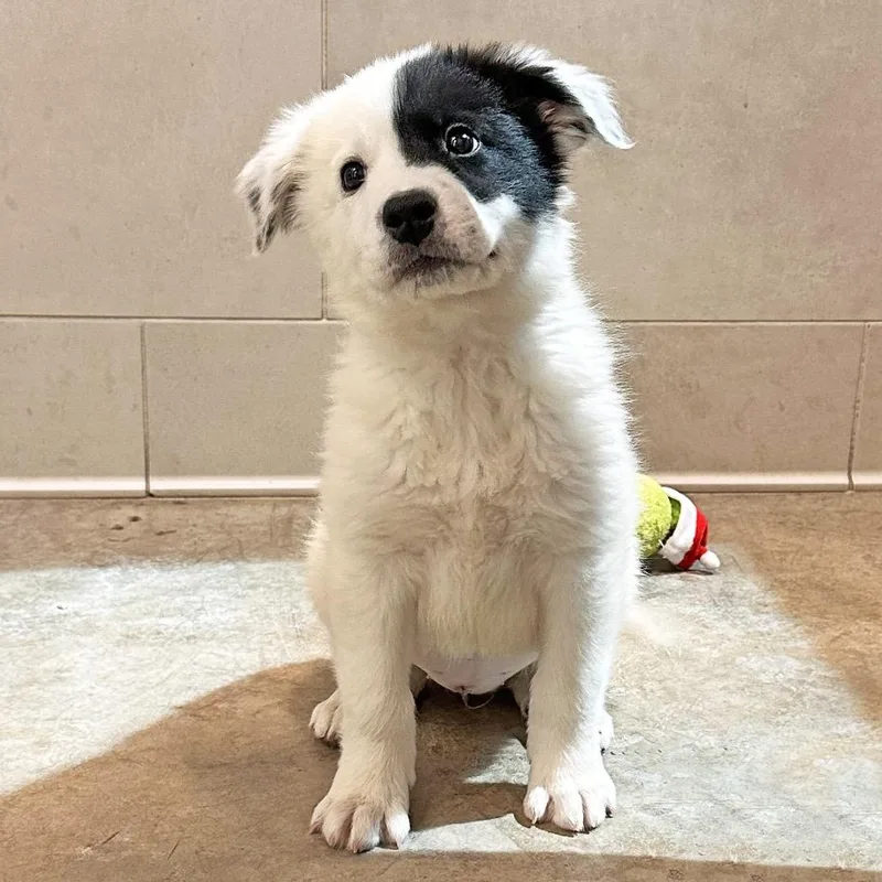 A baby medium-sized female Mixed Breed dog named Penny for adoption in Hailey, ID