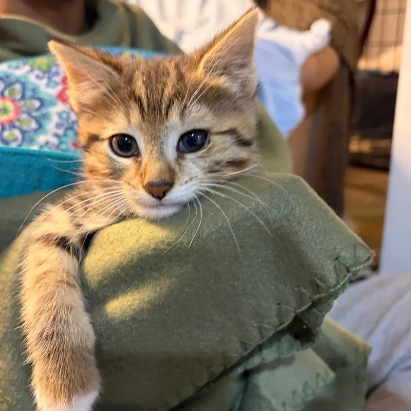 Mr Chaton