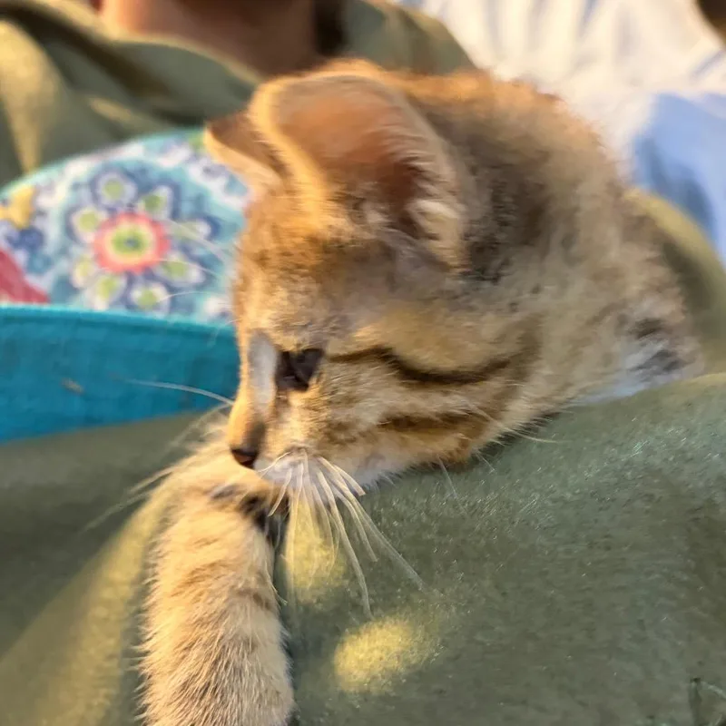 Mr Chaton thumbnail 2
