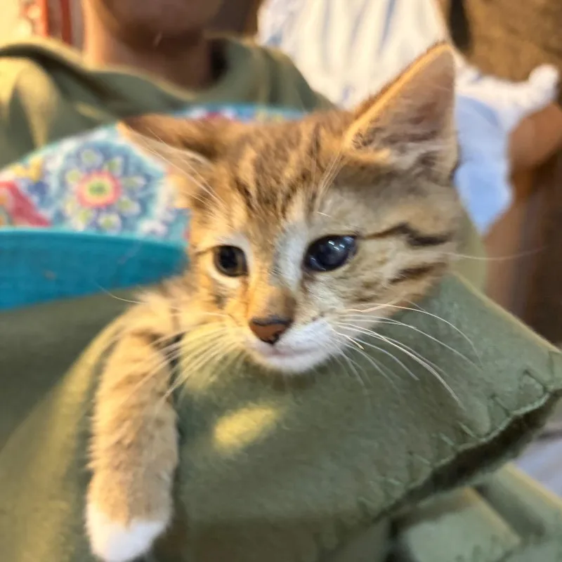 Mr Chaton thumbnail 3