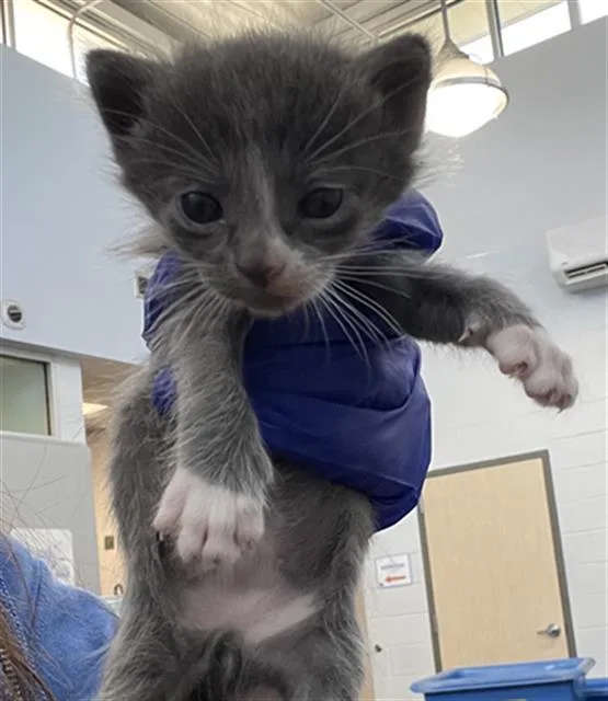 A baby medium-sized male Domestic Short Hair cat named Wiz for adoption in Dallas, TX