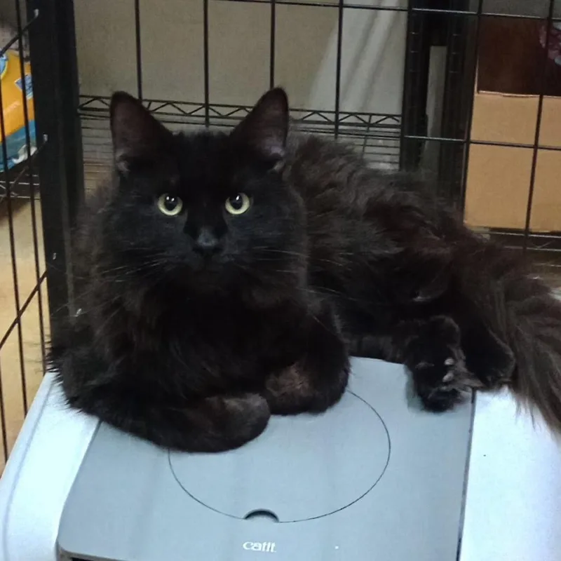 A young large-sized male Black Domestic Long Hair cat named Midnight for adoption in Grand Rapids, MN