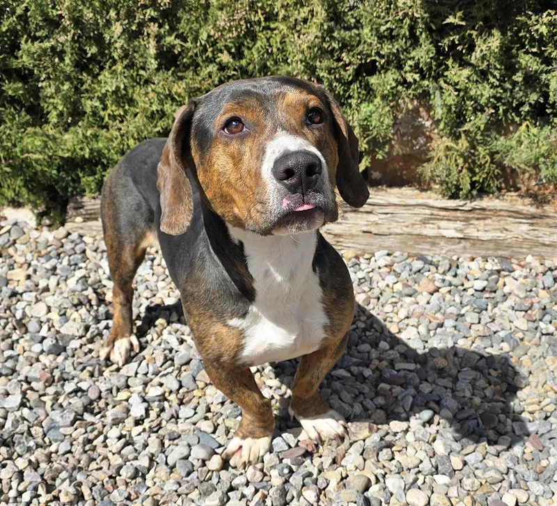 Polite Mr Poco = thumbnail 2