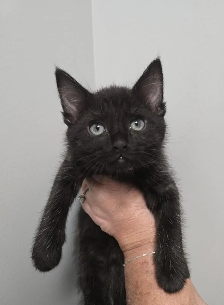 Delilah