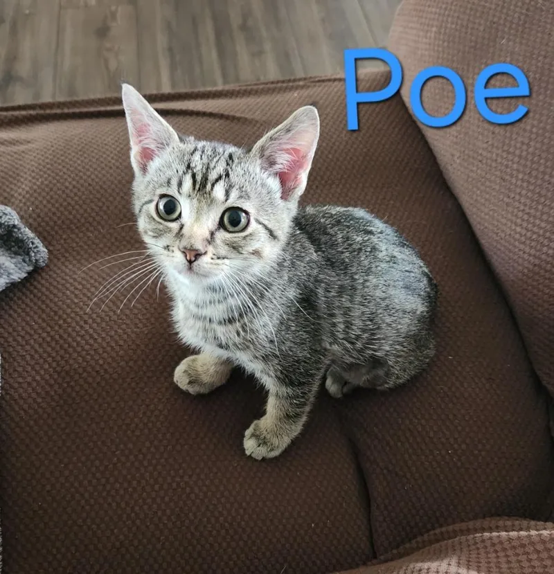 A baby medium-sized male Domestic Short Hair cat named Poe for adoption in Salt Lake City, UT