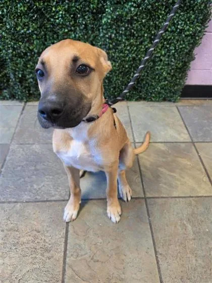 A baby medium-sized male Brown / Chocolate Shepherd dog named 61660844 for adoption in El Paso, TX