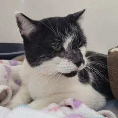 Murphygent Comes With Vet