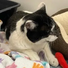 Murphygent Comes With Vet thumbnail 2