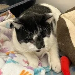 Murphygent Comes With Vet thumbnail 3