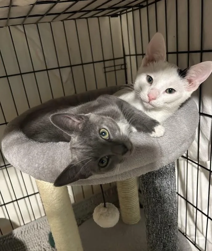 Sir Moowington and Mitzi thumbnail 3