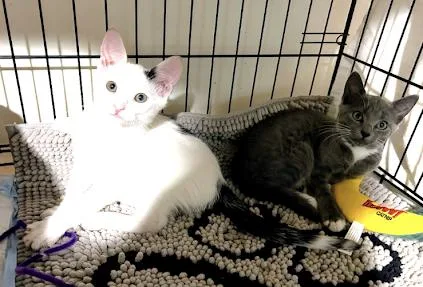 Sir Moowington and Mitzi thumbnail 4