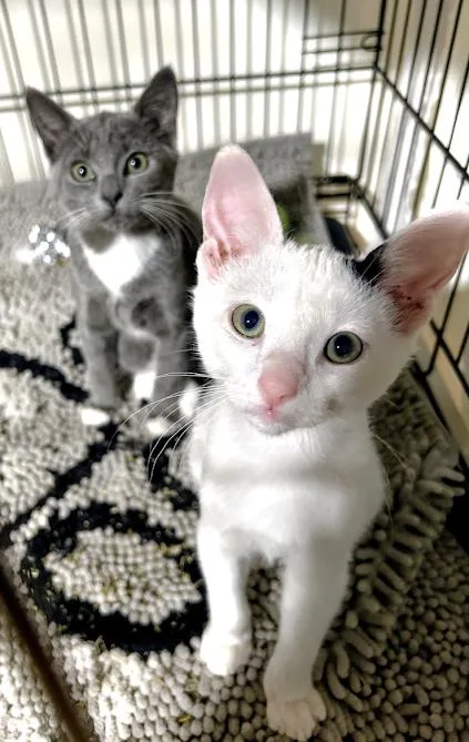 Sir Moowington and Mitzi thumbnail 5