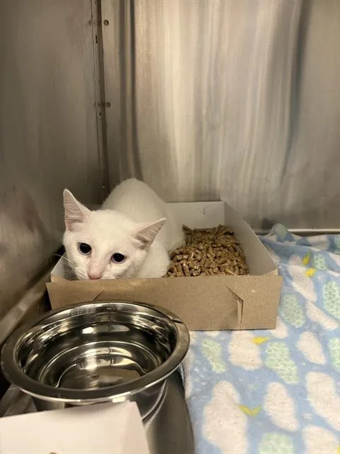 A baby small-sized female Domestic Short Hair cat named Leadfoot for adoption in Indianapolis, IN