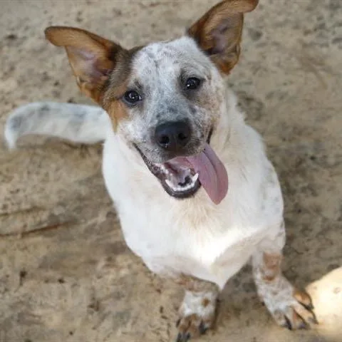 A young medium-sized male White / Cream Cattle Dog dog named Quest for adoption in Hopkinton, MA