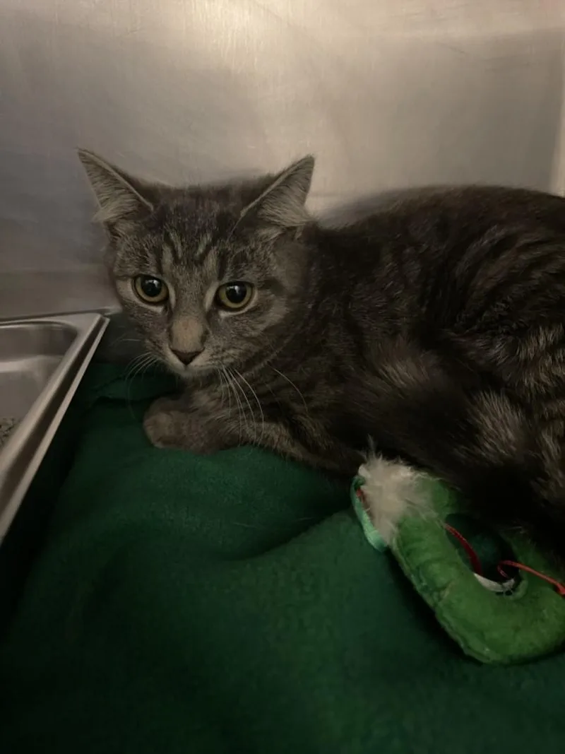 A young small-sized female Domestic Short Hair cat named Zenobia for adoption in Hagerstown, MD