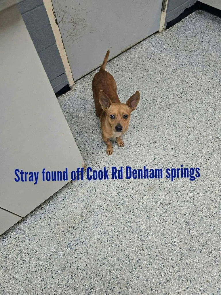A young small-sized male Chihuahua dog named Gandolf for adoption in Livingston, LA