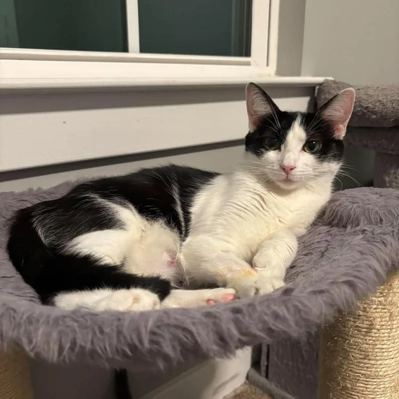 A young medium-sized female Domestic Short Hair cat named Madison for adoption in Jarrettsville, MD