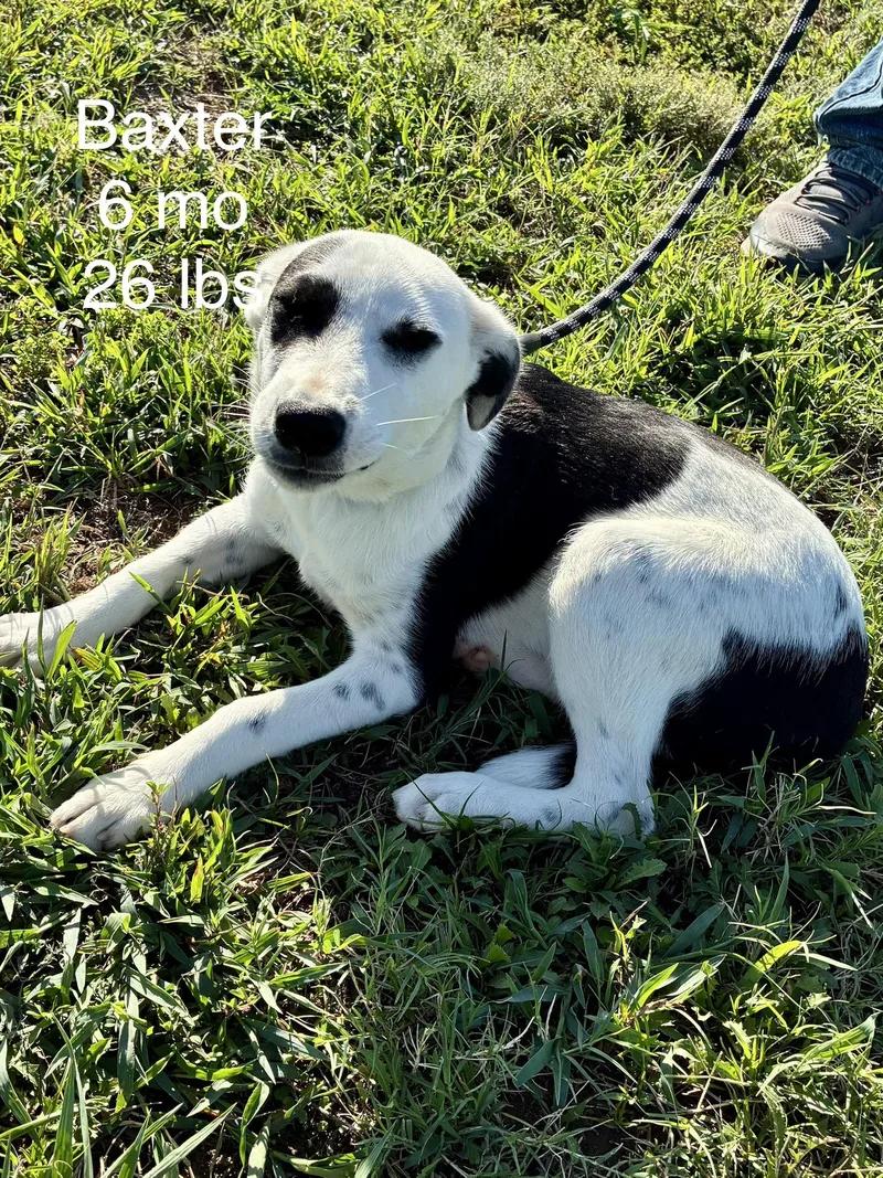 A young medium-sized female Shepherd dog named Birdie for adoption in Welling, OK
