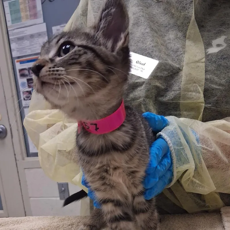 A baby small-sized female Domestic Medium Hair cat named Thumper for adoption in Murray, UT