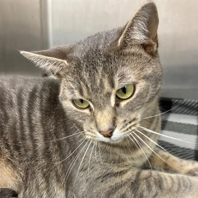 A young small-sized female Domestic Short Hair cat named Leia for adoption in Centerville, MA