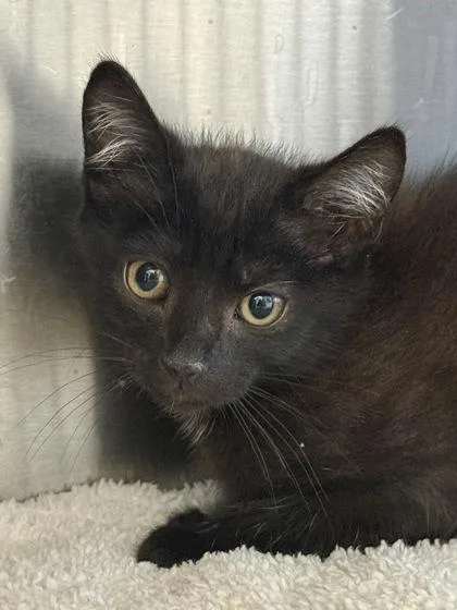A baby small-sized male Domestic Short Hair cat named Burt Macklin for adoption in West Chester, PA