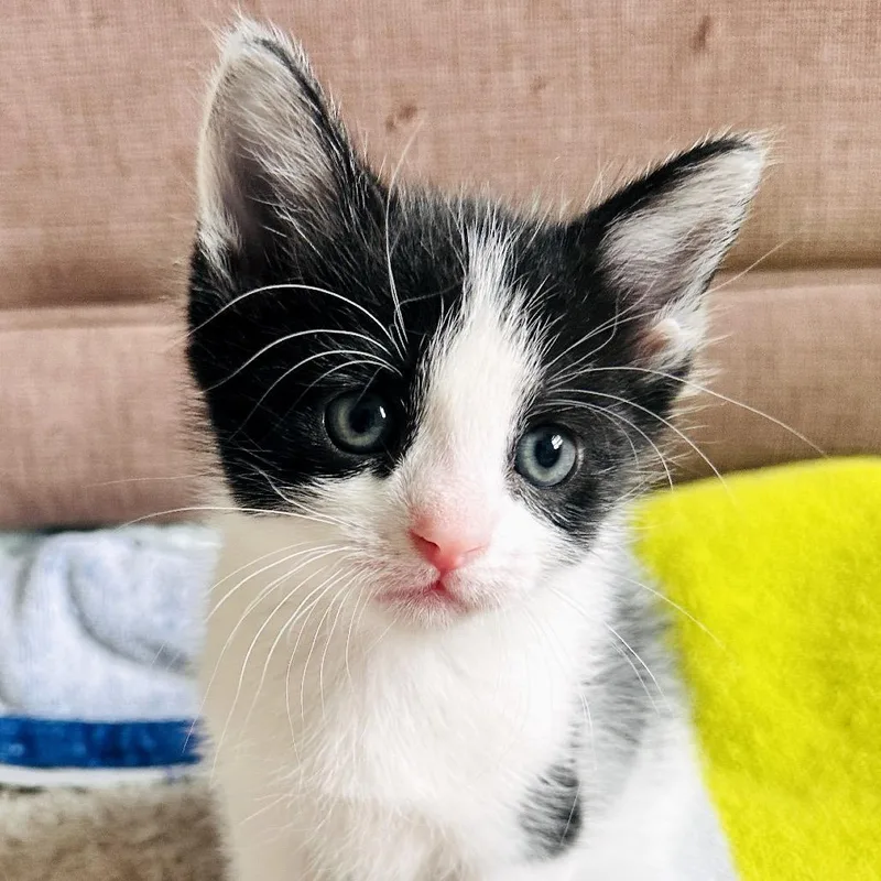 A baby small-sized male Black Domestic Medium Hair cat named Basil for adoption in Brownsboro, AL