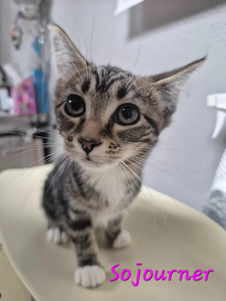 A baby medium-sized female Manx cat named Sojourner for adoption in Cincinnati, OH