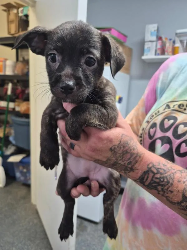 A baby small-sized female Terrier dog named Ruby for adoption in Morristown, TN