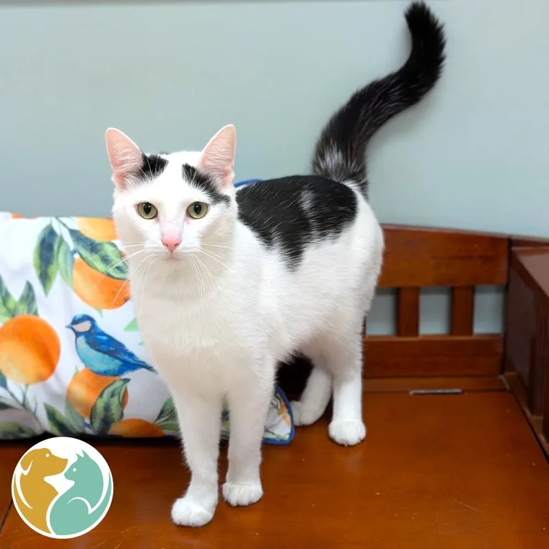 A young medium-sized female White Domestic Short Hair cat named Marci for adoption in Toledo, OH