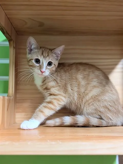 Heihei