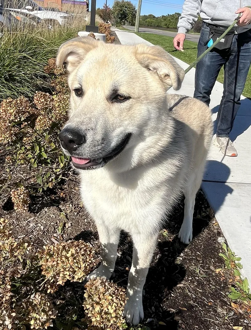A baby extra large-sized male Great Pyrenees dog named RUGER Needs a forever for adoption in Birmingham, MI
