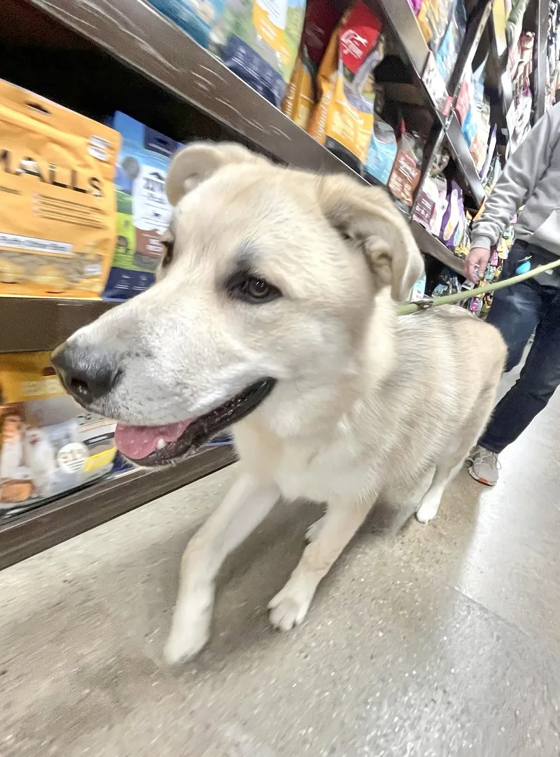 RUGER Needs a forever thumbnail 2