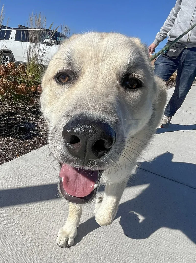 RUGER Needs a forever thumbnail 3