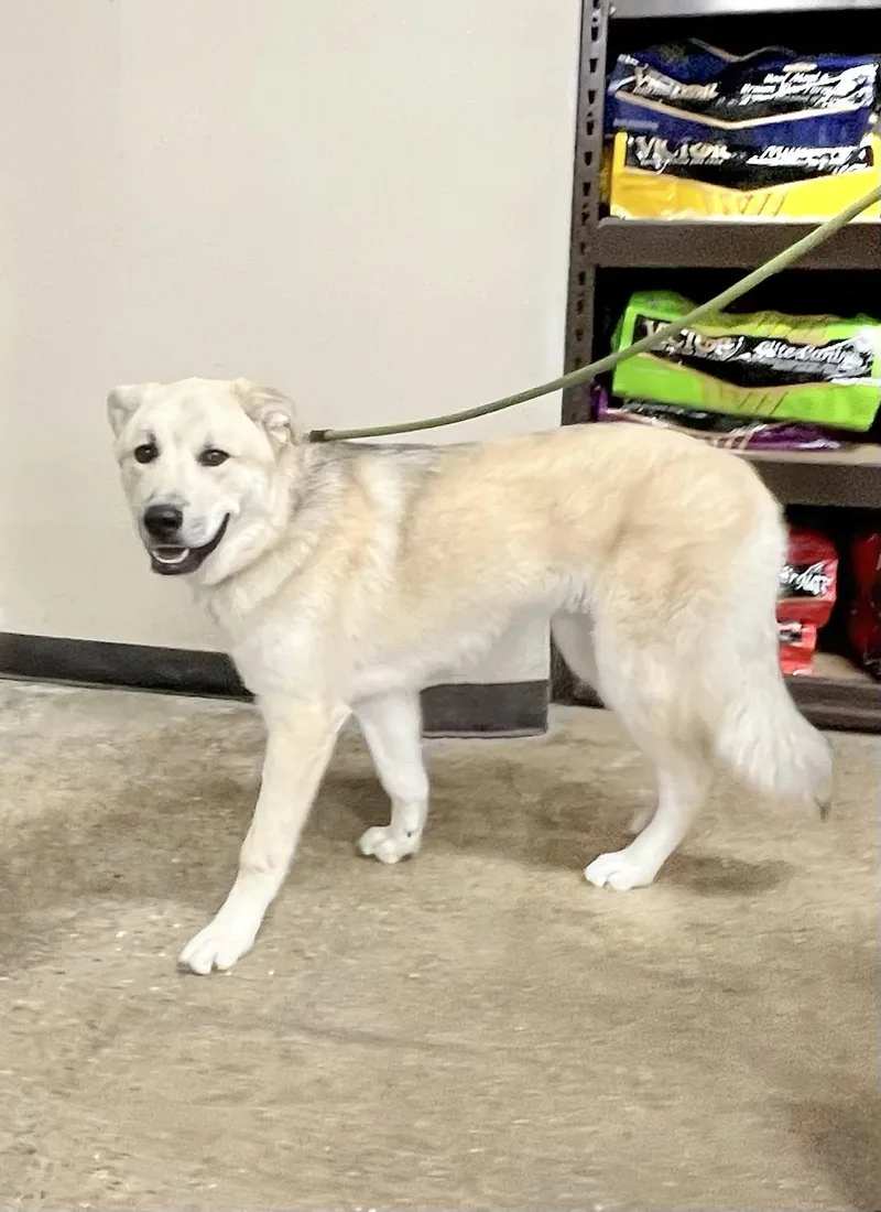 RUGER Needs a forever thumbnail 4