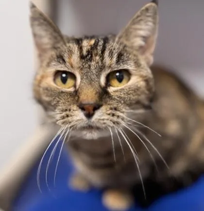 Fruit Loop thumbnail 2