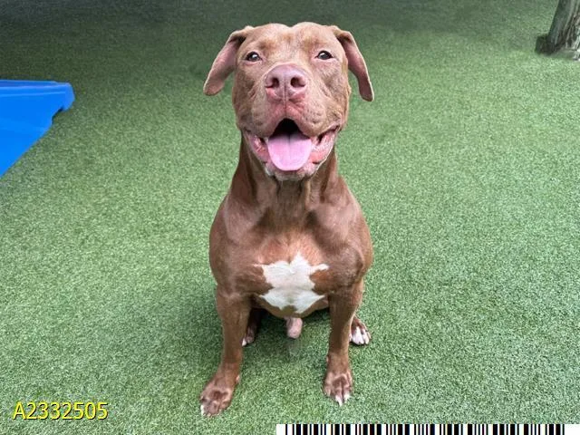 An adult large-sized male Mixed Breed dog named Poncho for adoption in West Palm Beach, FL