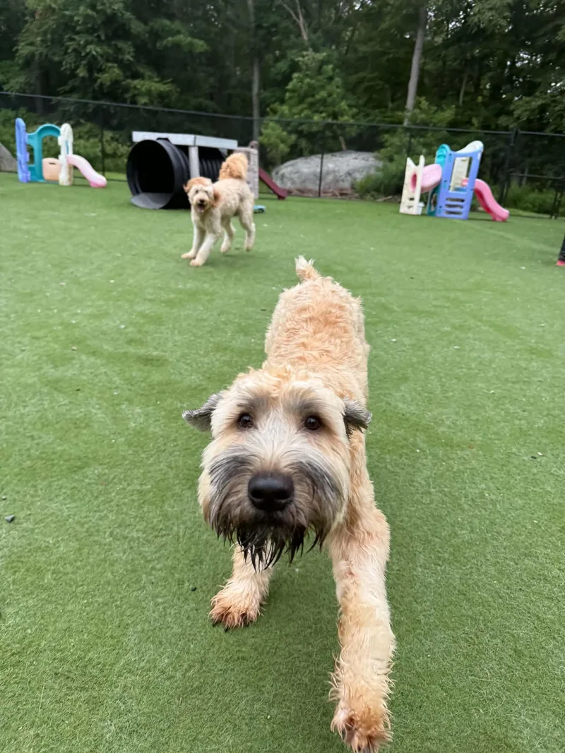 A baby medium-sized male Wheaten Terrier dog named Wyatt for adoption in Groton, CT