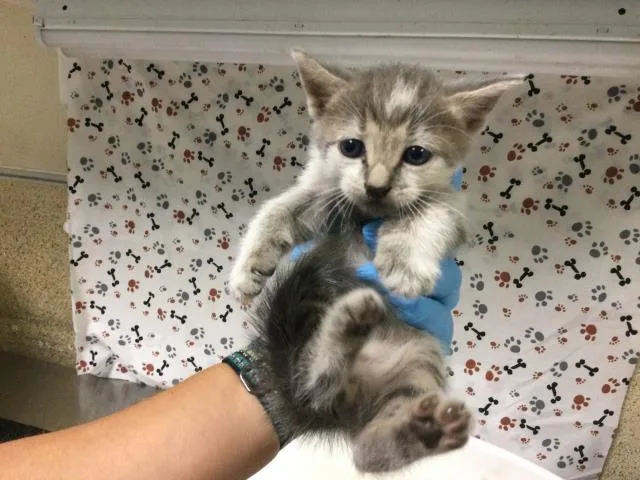 A baby small-sized male Domestic Short Hair cat named Stefan for adoption in Riverside, CA