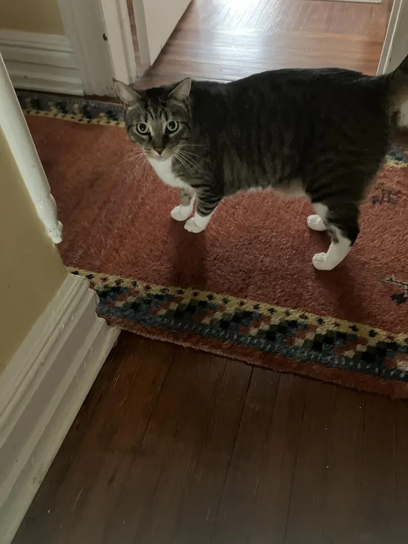 An adult large-sized male American Shorthair cat named Ryan  Remy & for adoption in Hasbrouck Heights, NJ